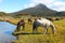 Wild horses in a wonderful Patagonian landscape