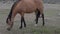 Wild Horses Wyoming