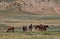 Wild Horses in the Wyoming Desert