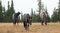 Wild Horses â€“ Three bachelor stallions in the Pryor Mountains Wild Horse Range in Montana USA