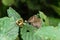 Wild House Mouse (Mus musculus) sitting on a leaf while in search of food, taken in London, England