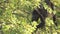 Wild Howler monkey foraging for food