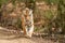 wild huge and large male bengal tiger or panthera tigris head on walking closeup with wink eye contact during morning stroll in