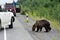 Wild hungry brown bear walking on road and begs for human food from people