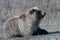 Wild hungry Kamchatka brown bear lies on stones, breathes heavily and looking around