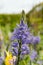 Wild Hyacinth Flower
