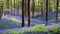 Wild Hyacinth in Hallerbos in Belgium