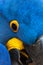 Wild Hyacinth Macaw close up