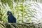 Wild Hyacinth Macaw on Palm Frond