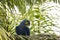 Wild Hyacinth Macaw on Palm Tree with Head Turned