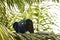 Wild Hyacinth Macaw on Palm Tree with Wing Wave