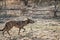 A wild hyena-colored dog runs across the field in early spring. Sunset