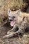 Wild hyena showing teeth in Serengeti