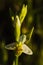 Wild hypochromic Bee Orchid flower overview - Ophrys apifera