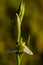Wild hypochromic Bee Orchid flower stem - Ophrys apifera