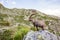 Wild Ibex Rock Climbing in front of Iconic Mont-Blanc Mountain on a Sunny Summer Day