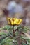 Wild ice flowers on the hillside adonis amurensis