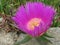 Wild ice or hottentot plant