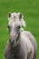 Wild icelandic horse portrait.