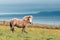 Wild icelandic horse portrait.