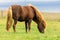 Wild icelandic horse portrait.