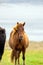 Wild icelandic horse portrait.