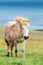 Wild icelandic horse portrait.