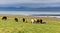 Wild icelandic horses portrait.