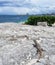 Wild Iguana in Cancun