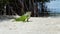 Wild Iguana close up on a Key Largo beach Florida, US