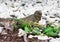 Wild iguana eats fresh leaves.
