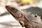 Wild iguana portrait