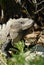 Wild iguana portrait