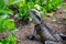 Wild iguana portrait. Reptile in the nature.