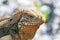 wild iguana on the reefs