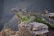 Wild Iguana resting at dusk on rocks in Marina Vallarta in Puerto Vallarta Mexico. Ctenosaura pectinata, commonly known as the Me