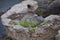 Wild Iguana resting at dusk on rocks in Marina Vallarta in Puerto Vallarta Mexico. Ctenosaura pectinata, commonly known as the Me