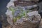 Wild Iguana resting at dusk on rocks in Marina Vallarta in Puerto Vallarta Mexico. Ctenosaura pectinata, commonly known as the Me