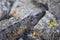 Wild Iguana resting at dusk on rocks in Marina Vallarta in Puerto Vallarta Mexico. Ctenosaura pectinata, commonly known as the Me