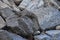 Wild Iguana resting at dusk on rocks in Marina Vallarta in Puerto Vallarta Mexico. Ctenosaura pectinata, commonly known as the Me