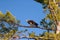 Wild Immature Bald Eagle Perched in Tree