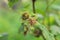 Wild immature green raspberry fruit forming on plants