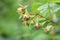 Wild immature green raspberry fruit forming on plants