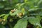 Wild immature green raspberry fruit forming on plants