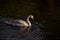 Wild immature swan swims in dark water