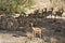 Wild impalas in the bush , Kruger National park, South Africa