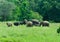 Wild Indian elephants in the nature