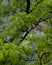 Wild indian female leopard or panther hanging on tree eyeing on prey or stalking in natural monsoon green background at jhalana