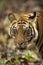 wild indian male bengal tiger or panthera tigris fine art closeup or portrait with eye contact in morning safari at bandhavgarh