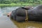 Wild Indian tusker or Asian male elephant bathing